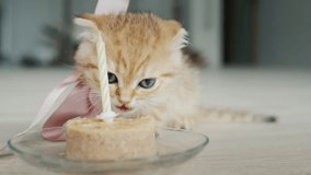 Adorable ginger kitten wearing pink ribbon for first birthday, shown in close-up, eagerly licking and biting into small cat food cake with a candle, a heartwarming and dynamic scene of pet celebration. - Powered by Shutterstock - Get 15% off with code: PIKWIZARD15