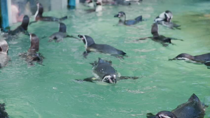 Humboldt penguins swimming and eating fish in the pool.