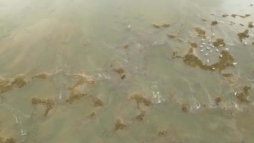 A group of white egrets foraging for food in shallow sea waters