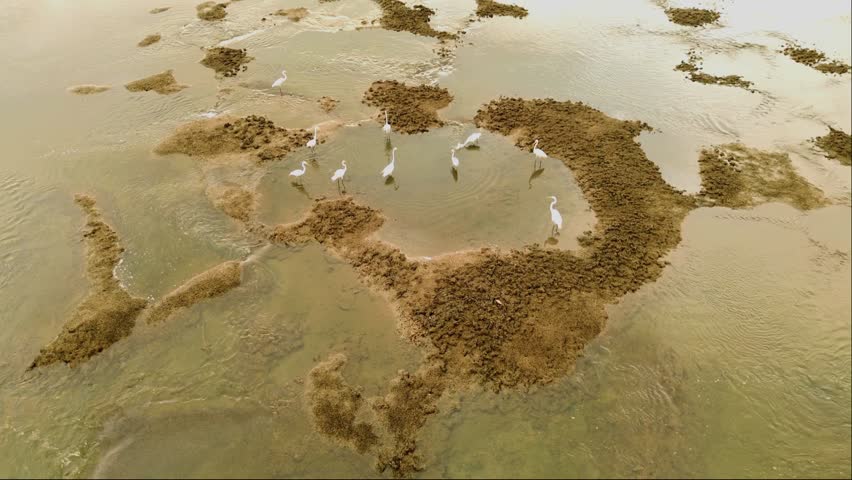A group of white egrets foraging for food in shallow sea waters