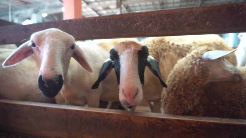 Two sheep stand behind a wooden fence inside a barn. One has light wool and leans forward curiously, while the other has a dark face. The warm indoor lighting and rustic enclosure evoke calm farm life and animal care.