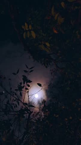Moonlight shining through tree branches at night, dark moody forest scene with dramatic atmosphere.