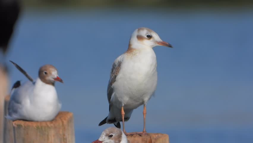 Two seagull birds stand together with coastal wildlife detail, plumage contrast natural behavior. Pair of gulls share open waterside setting, avian portrait scene bright outdoor shoreline mood. Black headed gulls are adaptable coastal birds in the family Laridae, and the paired stance, red bill detail, grey feathers, and waterside perch help describe shoreline wildlife behavior.