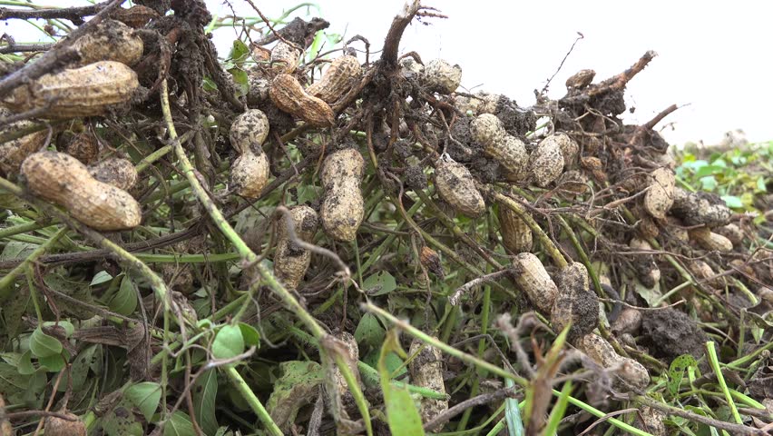 Raw peanut roots freshly harvested from field showing unprocessed crops embedded in soil. lifted groundnut plants show covered farm harvest, agricultural production stock search appeal. Peanuts are legumes that develop pods underground, so the exposed roots, soil clumps, raw crop, field harvest, and fresh groundnut plants add agricultural and food production value.