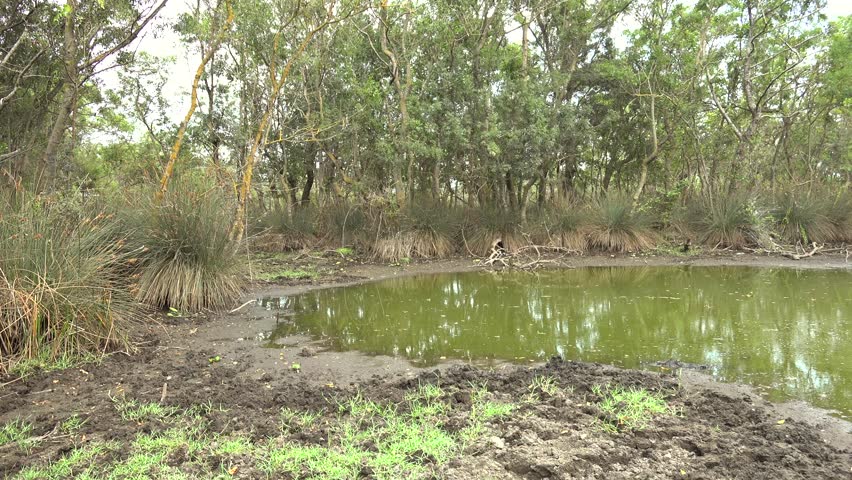 Mud filled forest swamp water pool in African wetland environment with dense vegetation. Stagnant muddy reflects growth, humid habitat, tropical wild landscape stock search appeal, clean composition. Tropical wetlands store water, support dense vegetation, trap organic sediment, and create humid microhabitats, while muddy pools and stagnant surfaces signal marsh, bog, and forest swamp ecology.