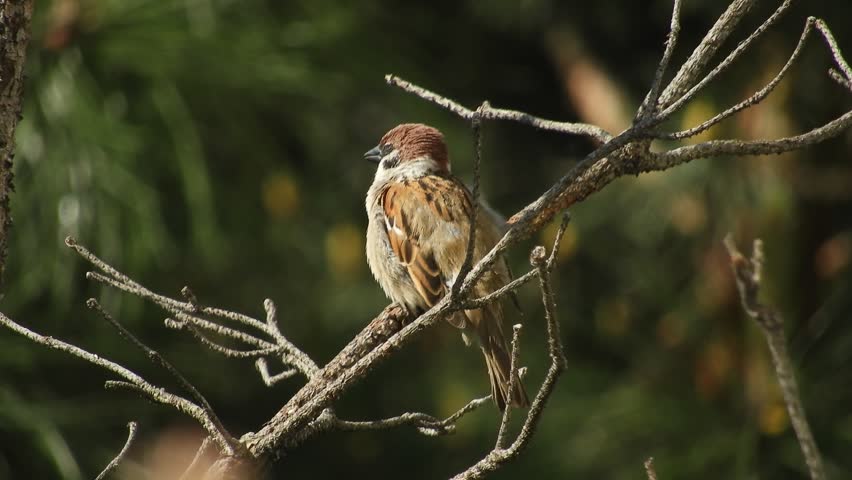 A wild little bird, a field sparrow (Passer montanus - lat), sits on a branch of a withered pine tree, cleans its feathers, sings loudly and preens itself on a spring morning