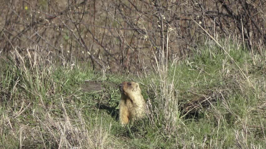Bobak marmot stand on a grass on summer day 