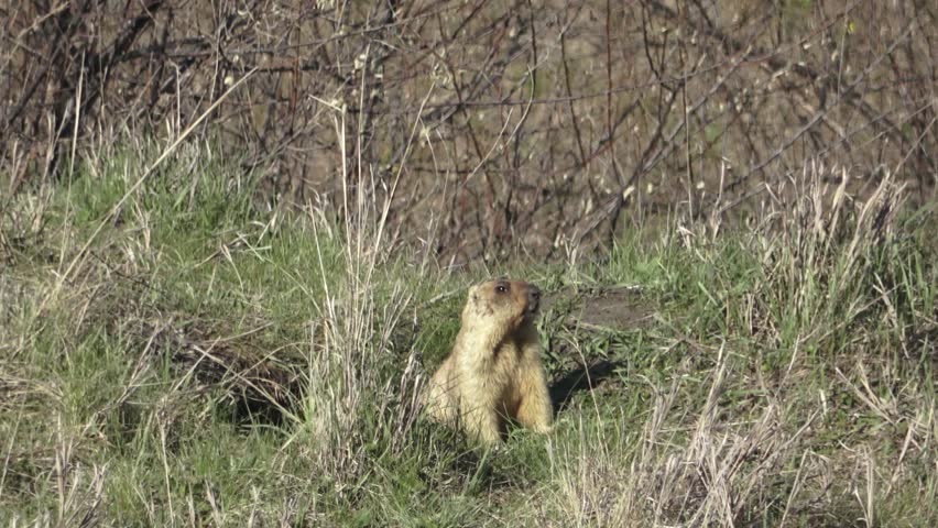Bobak marmot stand on a grass on summer day 
