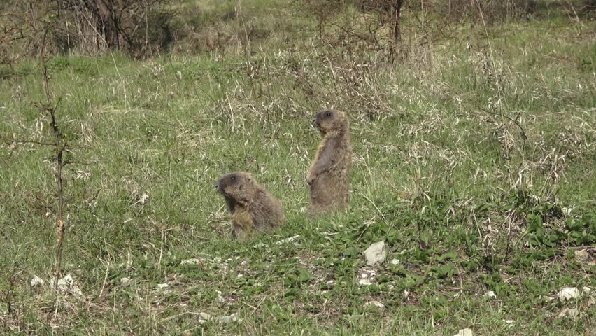 Bobak marmot stand on a grass on summer day 