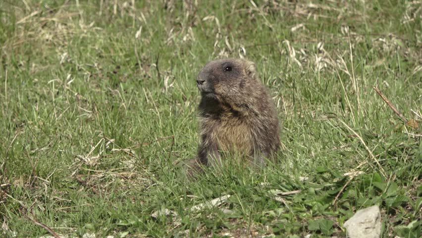 Bobak marmot stand on a grass on summer day 
