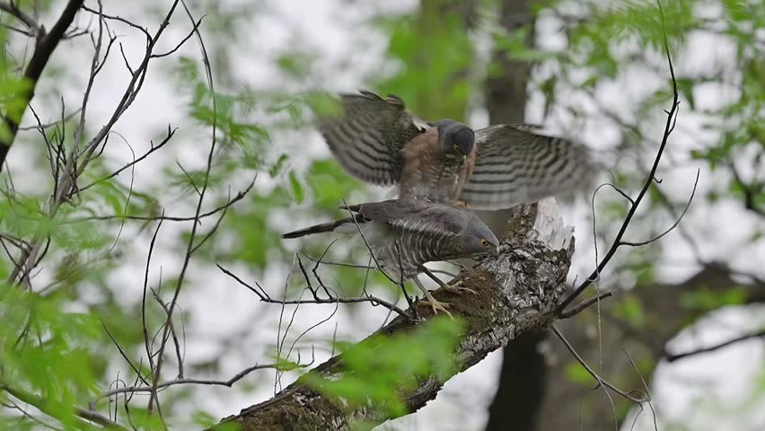 Rare wildlife behavior showing a pair of sparrowhawk birds of prey mating on a tree branch in their natural forest habitat, featuring the male balancing with flapping wings.