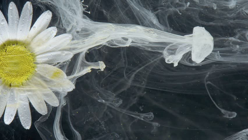 White daisy with flowing milky trails, elongated ribbons stretching from petals creating dynamic horizontal composition, ideal for motion design