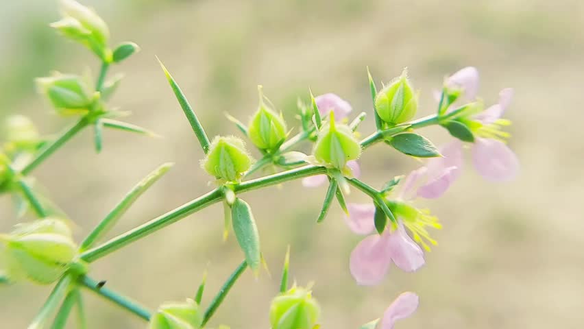 Macro Detailed Focus on Green Seed Pods of Fagonia Plant