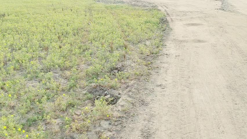 Yellow Spiny Pohli Wildflower Growing Throughout Dry Rural Wheat Fields