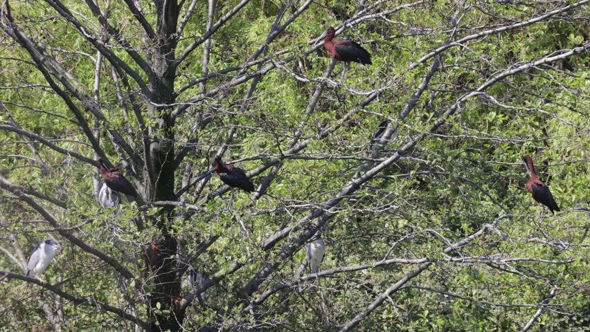 A Glossy ibis bird sits among tree branches