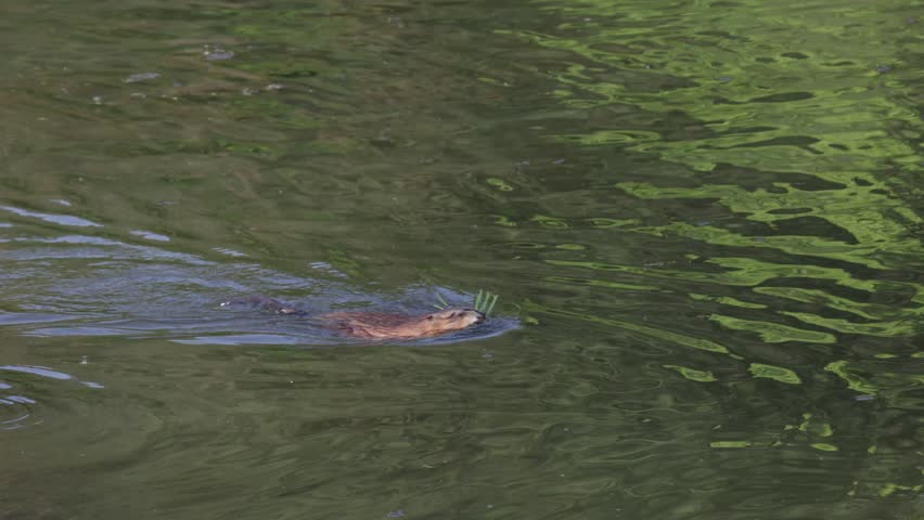 A muskrat swims through the water and carries a bunch of grass
