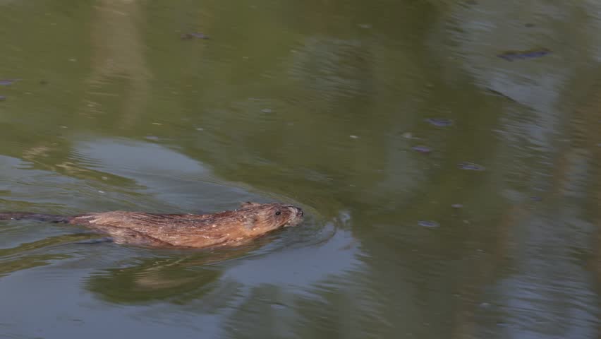 A muskrat swims through the water and carries a bunch of grass