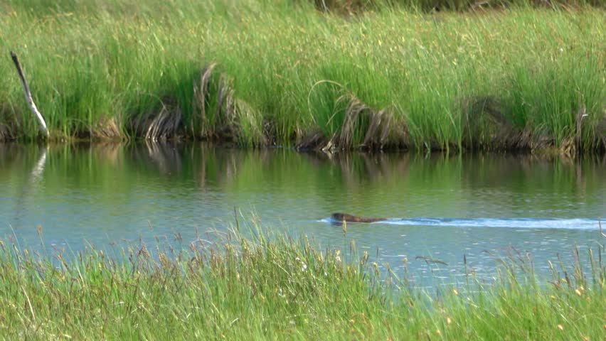 A muskrat swims through the water and carries a bunch of grass