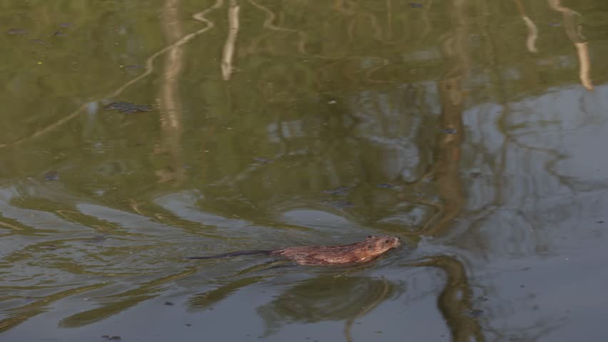 A muskrat swims through the water and carries a bunch of grass