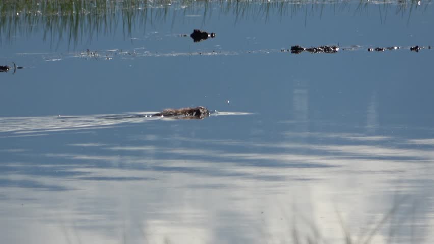 A muskrat swims through the water and carries a bunch of grass