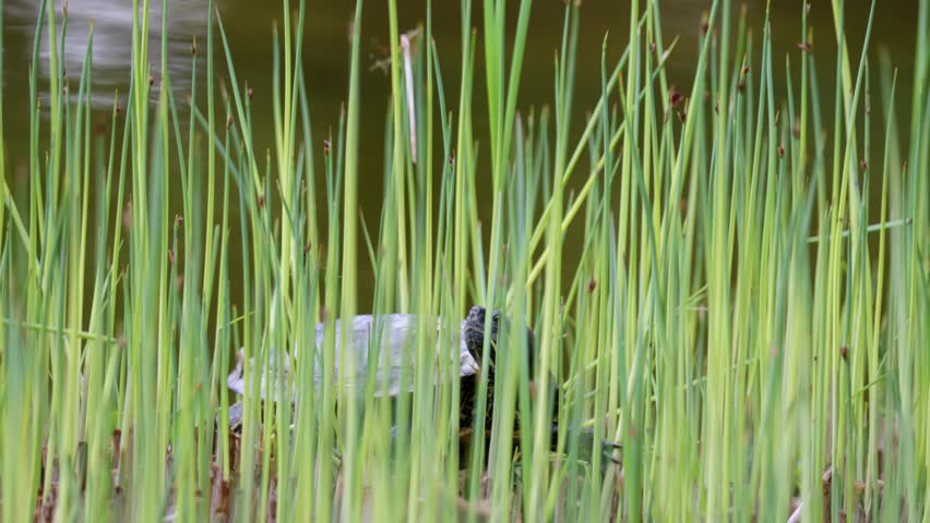Red-eared slider turtle basks in the sun by a pond