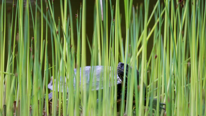 Red-eared slider turtle basks in the sun by a pond