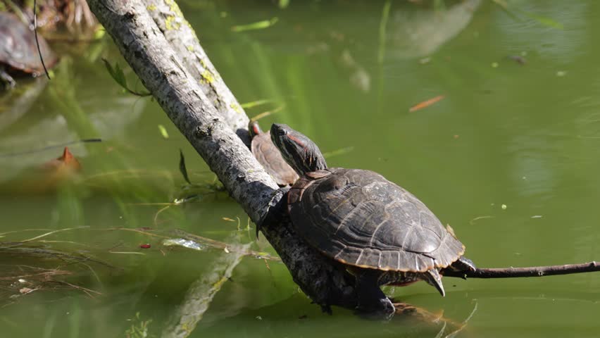 A red-eared slider turtle sits on an old piece of driftwood. Close-up