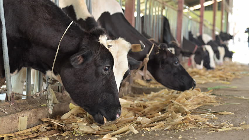 Cows eating crops in cows on dairy farm in barn. Banner modern meat and milk production or livestock industry