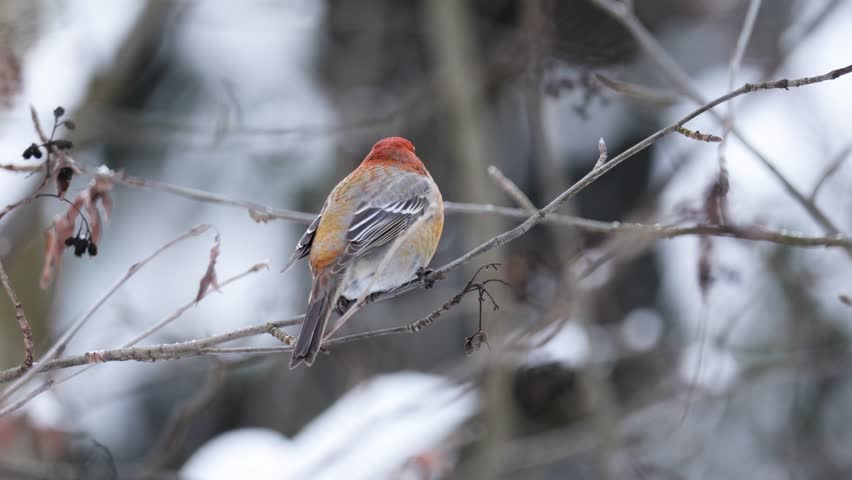 Close-up of a pine grosbeak in winter 