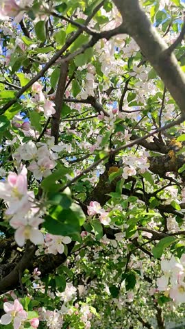 Spring apple orchard in bloom with white and pink flowers swaying in the wind