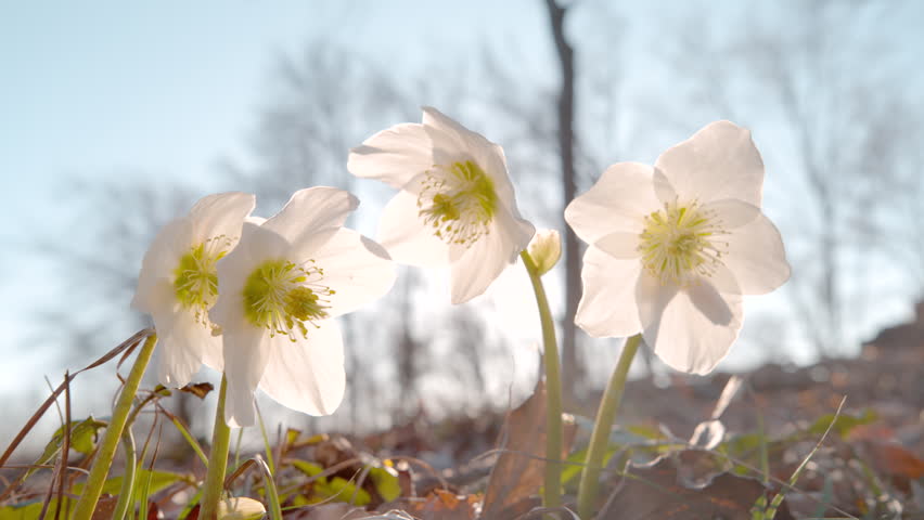 CLOSE UP, LENS FLARE, DOF, SLOW MOTION: White hellebores blooming along a woodland path, along which a mountain biker and two dogs pass by. Spring recreation and outdoor sports in the sunny forest.