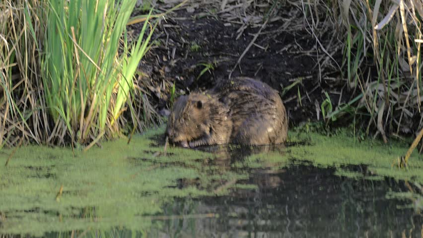 A beaver feeding at sunset on the bank of a river