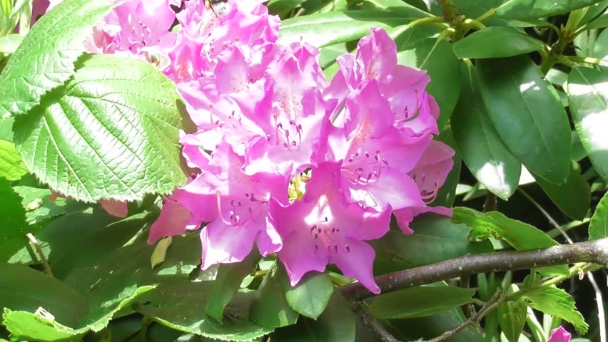 pink spring flowers slightly moved