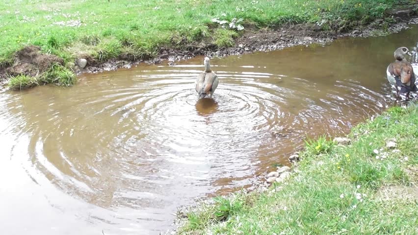 two Egyptian geese in the muddy river