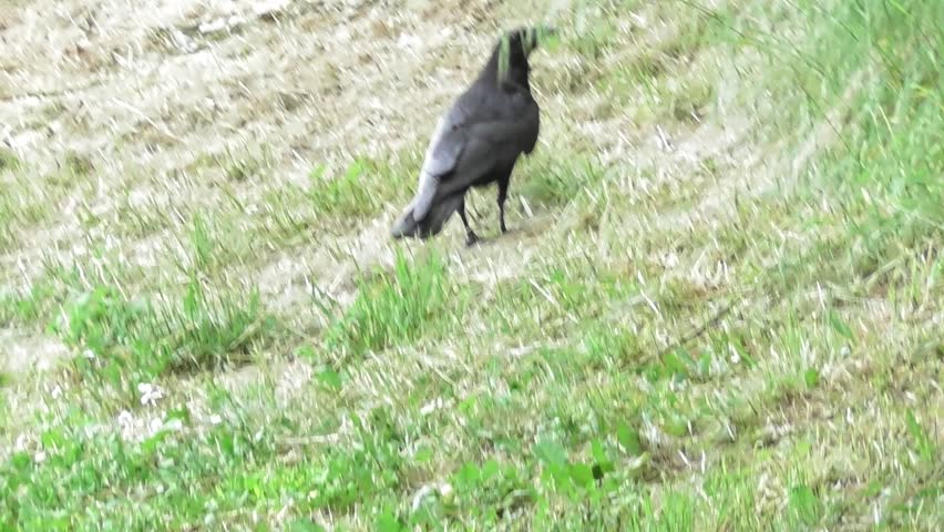 raven walking around in a park