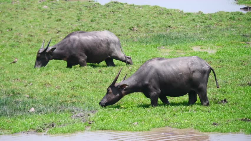 Two water buffalo grazing in a lush green field near a body of water. The buffalo are large and gray, and the field is filled with grass