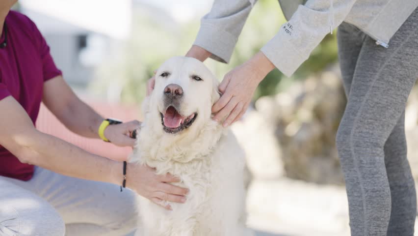 Owners affectionately stroking their fluffy white dog. The cute and friendly pet is enjoying the attention on a sunny day in the park