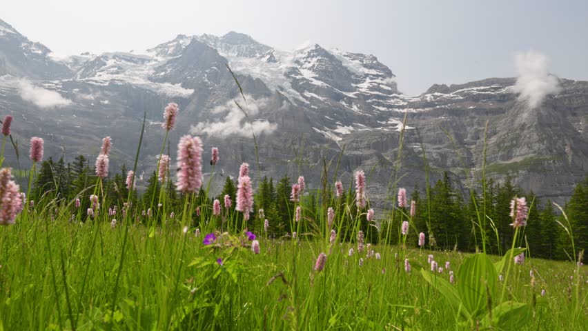 Pink wildflowers grow in alpine meadow of Lauterbrunnen, Switzerland. Snowy mountain peaks rise above Lauterbrunnen, Switzerland. Green valley surrounds rocky cliffs in Lauterbrunnen, Switzerland