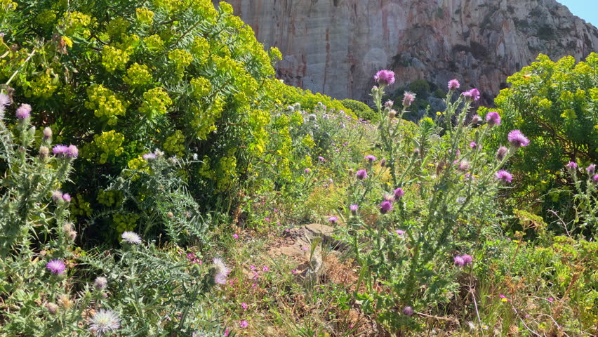 POV: Colorful wildflower meadow filled with purple and yellow blooms at the base of a towering limestone cliff. Walking along the flowering coastal path by the blue Mediterranean Sea in sunny Sicily.