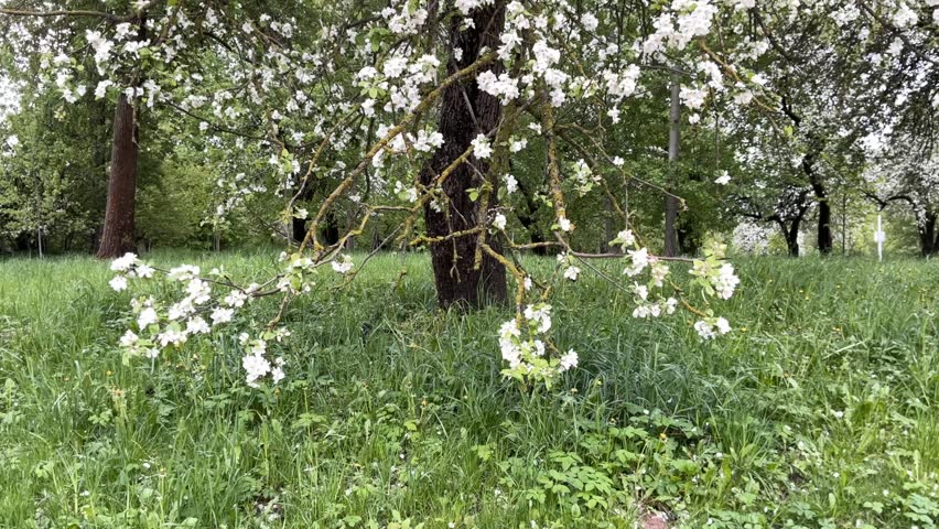 Spring awakening: Blooming garden in the sun