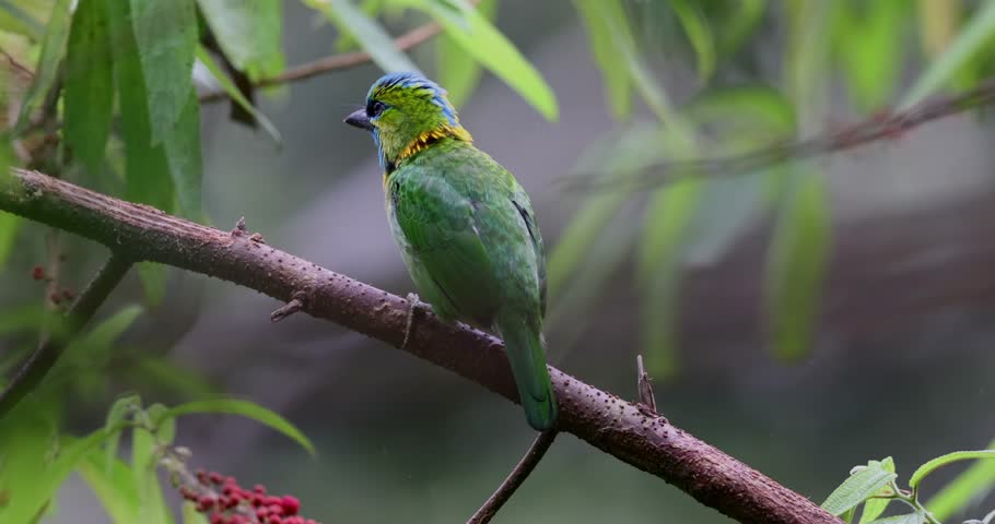 Nature wildlife bird Golden-naped Barbet bird also is endemic to the island of Borneo