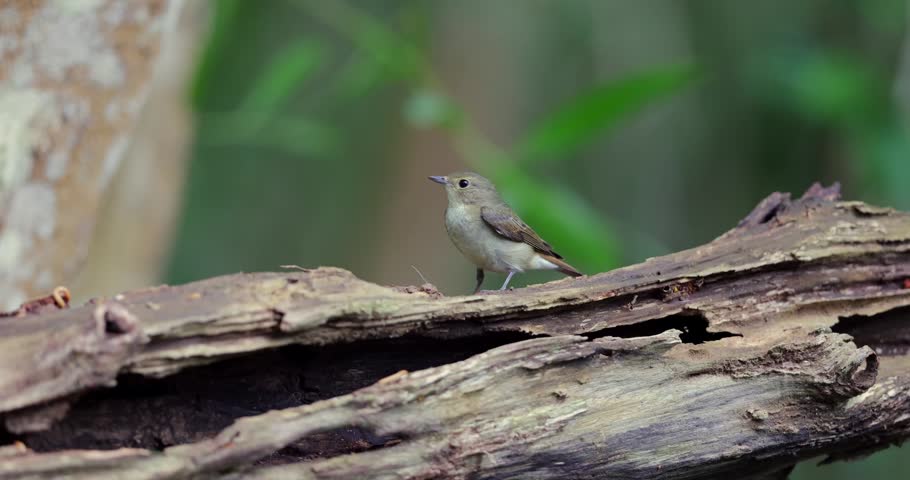 Narcissus Flycatcher (Ficedula narcissina) perched on a decaying, mossy log in a lush tropical rainforest.