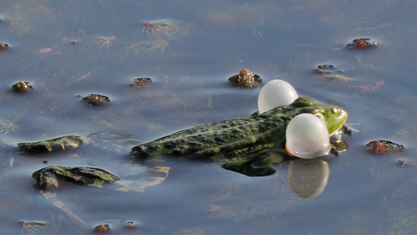 Marsh frog croaking with inflated vocal sacs in pond water slow motion