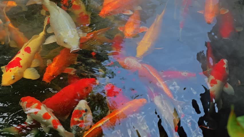 Top view of colorful koi carp fish swimming in a pond with artificial mist effect