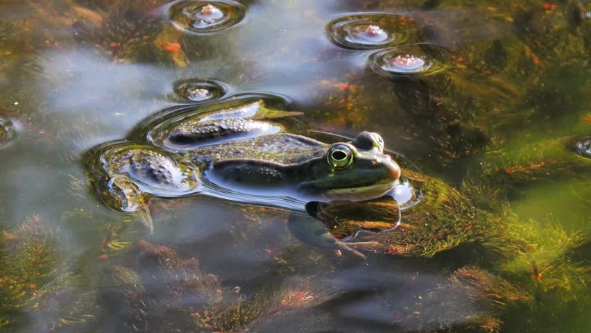A frog rests on the water by the sound of frogs natural ambient sound