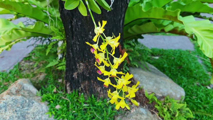 Dendrobium orchid, yellow flower , nature.