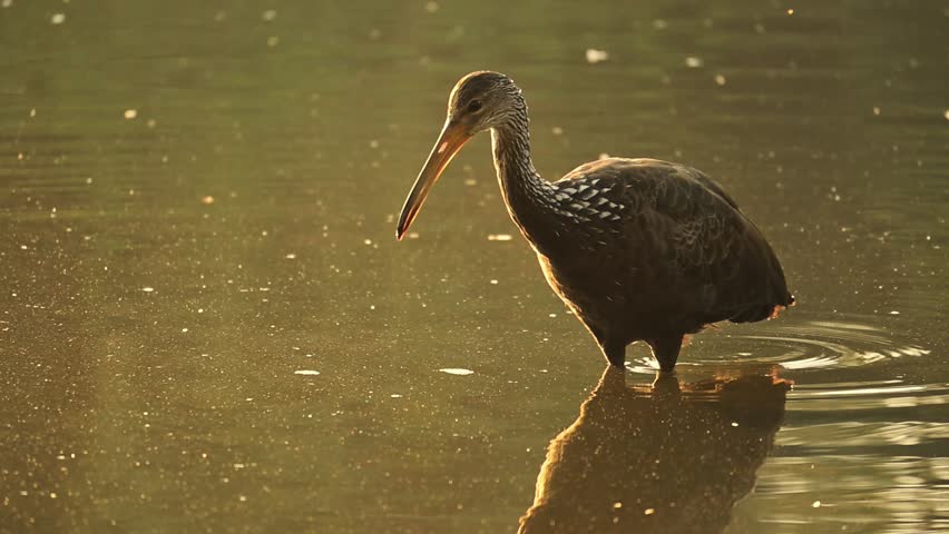 Limpkin (Aramus guarauna), a beautiful Limpkin (Aramus guarauna) in its natural habitat, a beautiful and calm lake at sunrise in Brazil, 4k slow motion video.