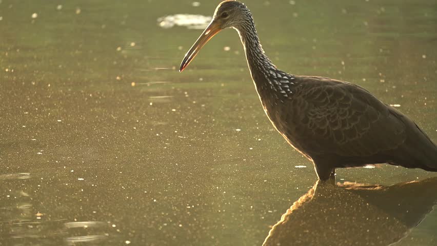 Limpkin (Aramus guarauna), a beautiful Limpkin (Aramus guarauna) in its natural habitat, a beautiful and calm lake at sunrise in Brazil, 4k slow motion video.