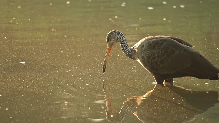 Limpkin (Aramus guarauna), a beautiful Limpkin (Aramus guarauna) in its natural habitat, a beautiful and calm lake at sunrise in Brazil, 4k slow motion video.