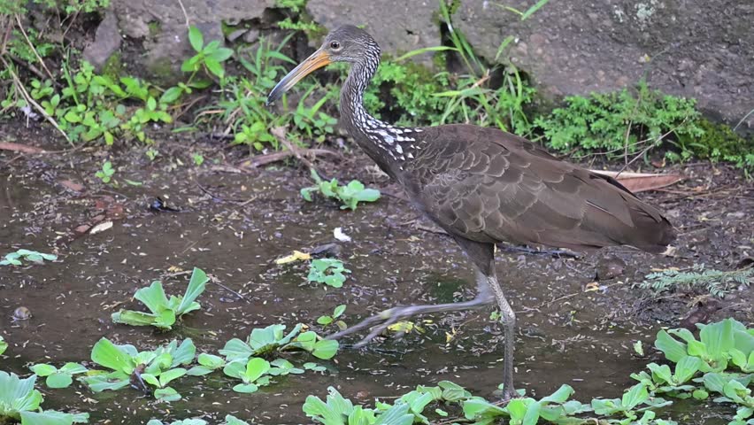 Limpkin (Aramus guarauna), a beautiful Limpkin (Aramus guarauna) in its natural habitat, a beautiful and calm lake at sunrise in Brazil, 4k slow motion video.